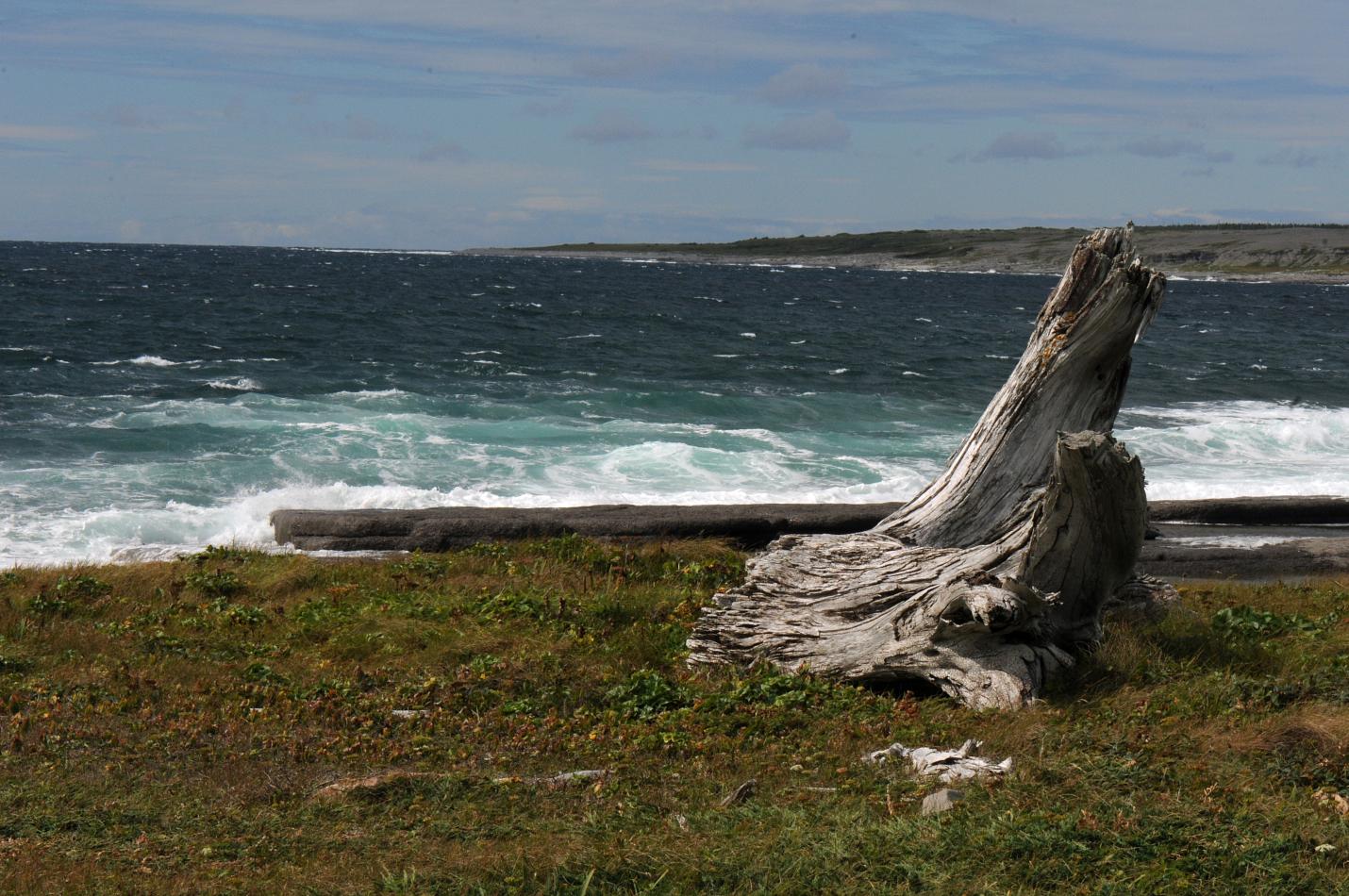 Newfoundland Limestone Barrens North American Rock Garden Society